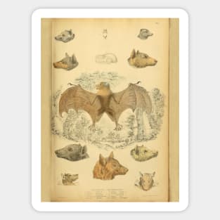 Bat 4 Rousette Vintage Wildlife Illustration Sticker